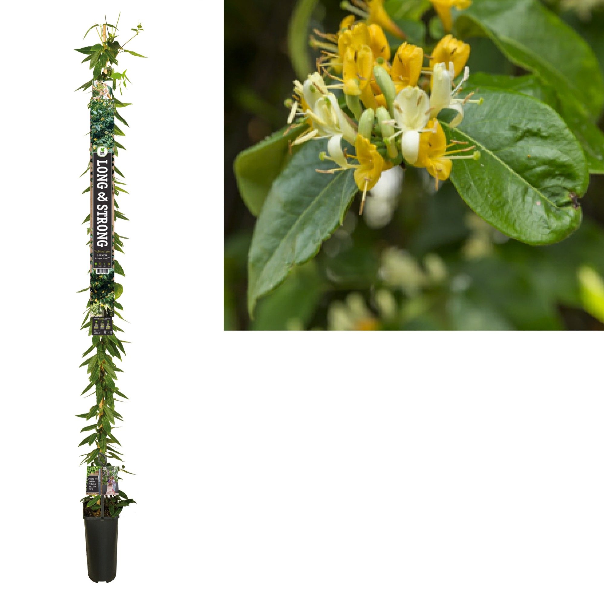 Lonicera h. 'Copper Beauty' PBR +Long & strong label, D 23 cm