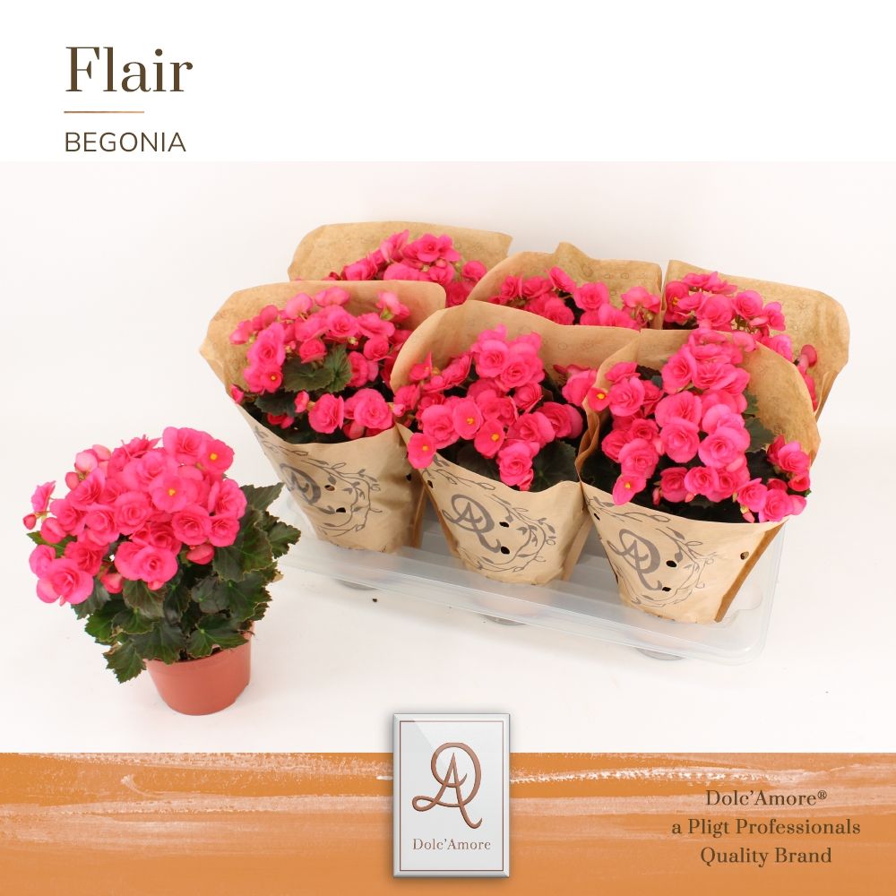 Begonia Adonia P14 Dolc'Amore® Kraft, D 14