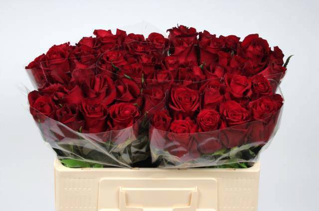 Роза од. Эвер Рэд 50, шт.