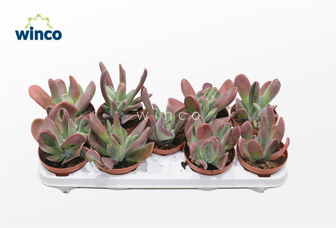 Kalanchoe Oricula (red), D 12