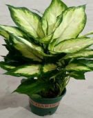 Аглаонема Галлон Пинк Даисй Эвергрин 14 32