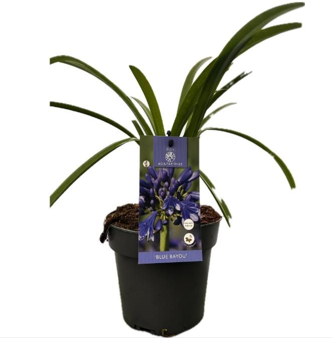 Agapanthus 'Blue Bayou' P17 EVERGREEN, D 17