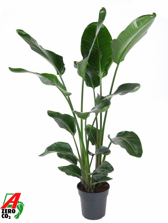 Strelitzia Nicolai P24(zonder bloem), D 24
