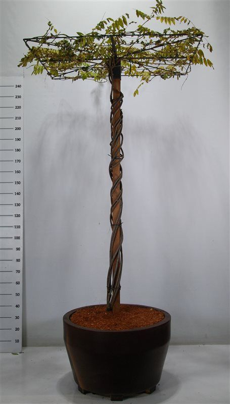 Wisteria brach. 'Yokohama fuji', D 80