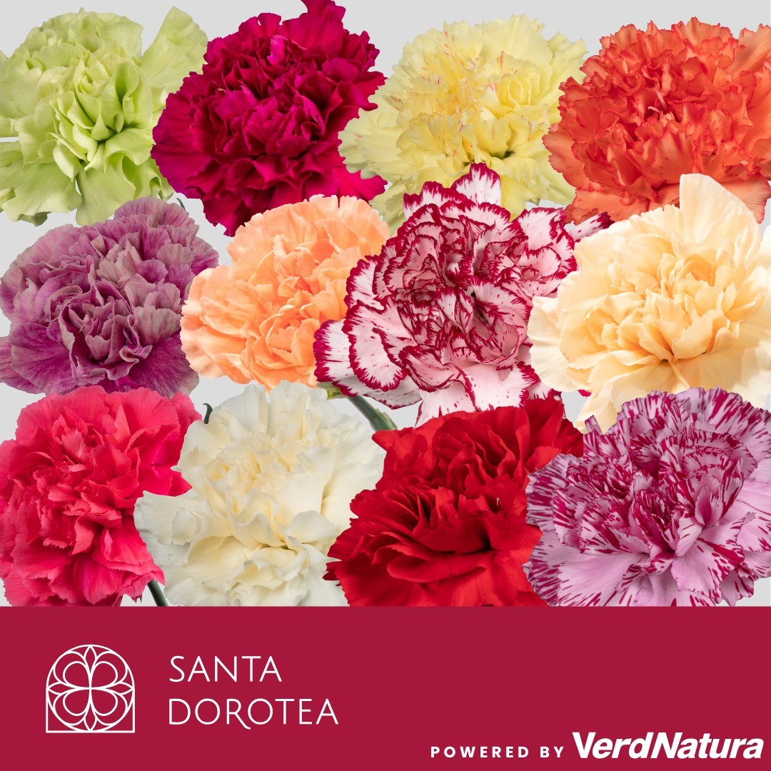 Диантус од. Микс в баке, шт.