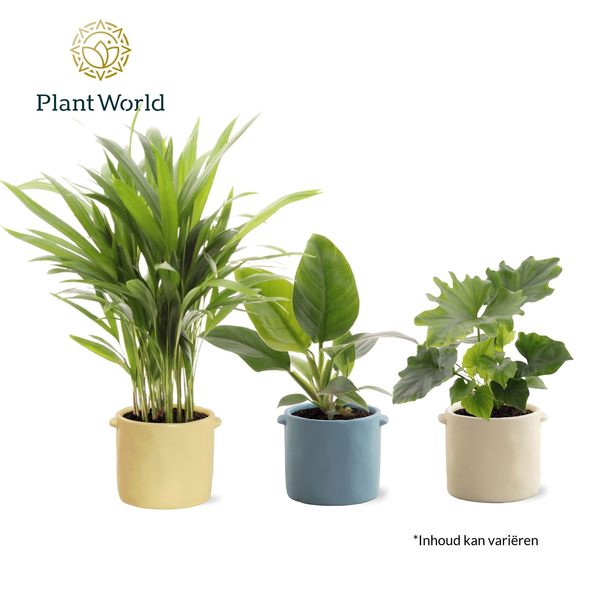 Groenmix Corfu 14 cm in pot Charlotte, D 14