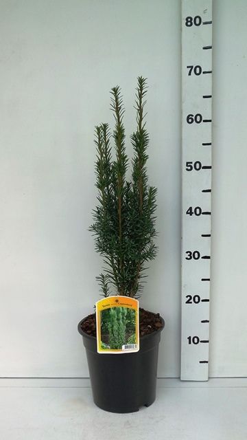 Taxus bacc Fastigiata 'Cappenberg', D 19