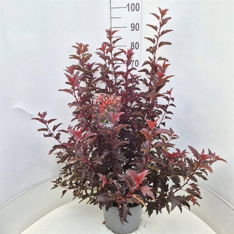 Physocarpus opulif. All Black, D 29