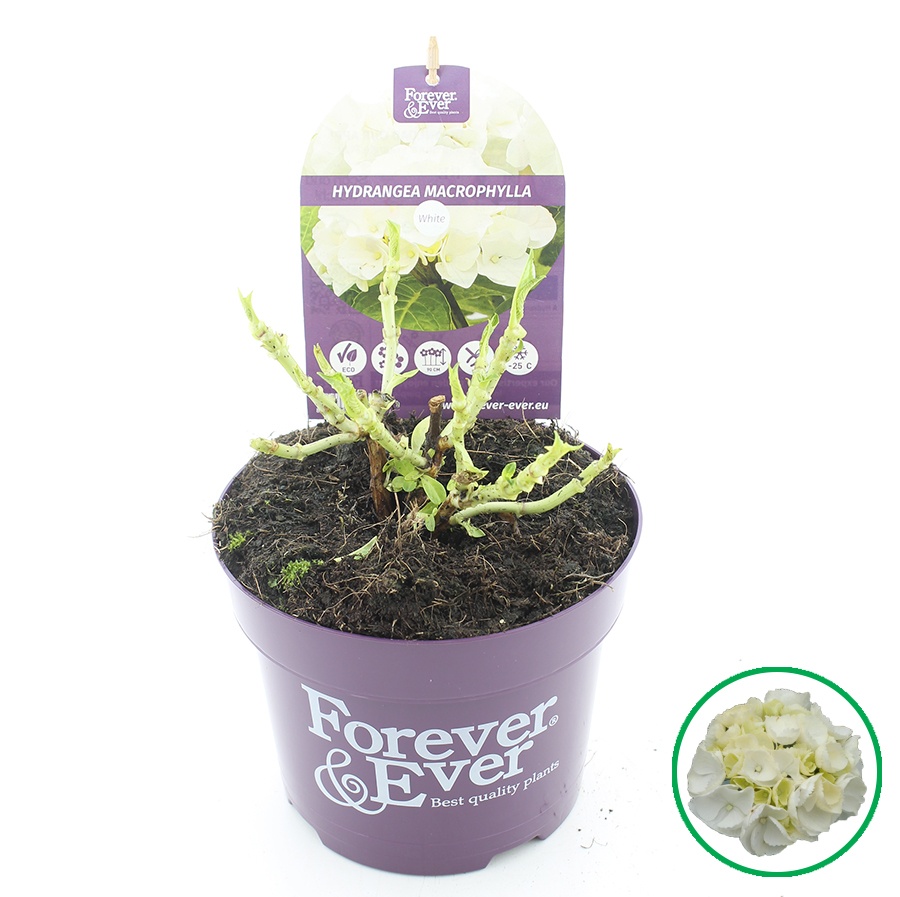 Hydrangea macr. Forever & Ever® Wit C2 (17cm.), D 17