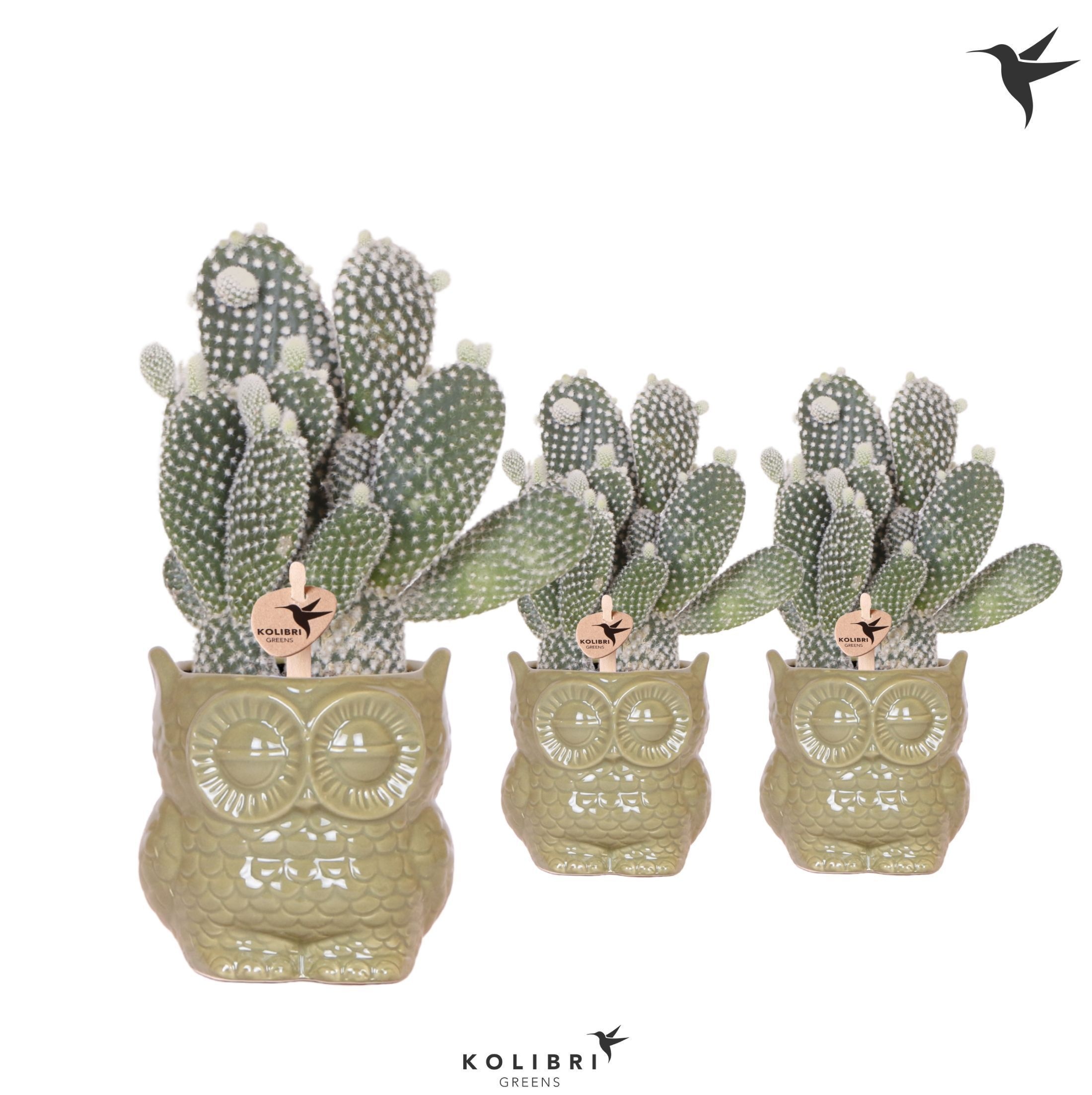Kolibri Greens Opuntia white in Owl pot green, D 9 cm