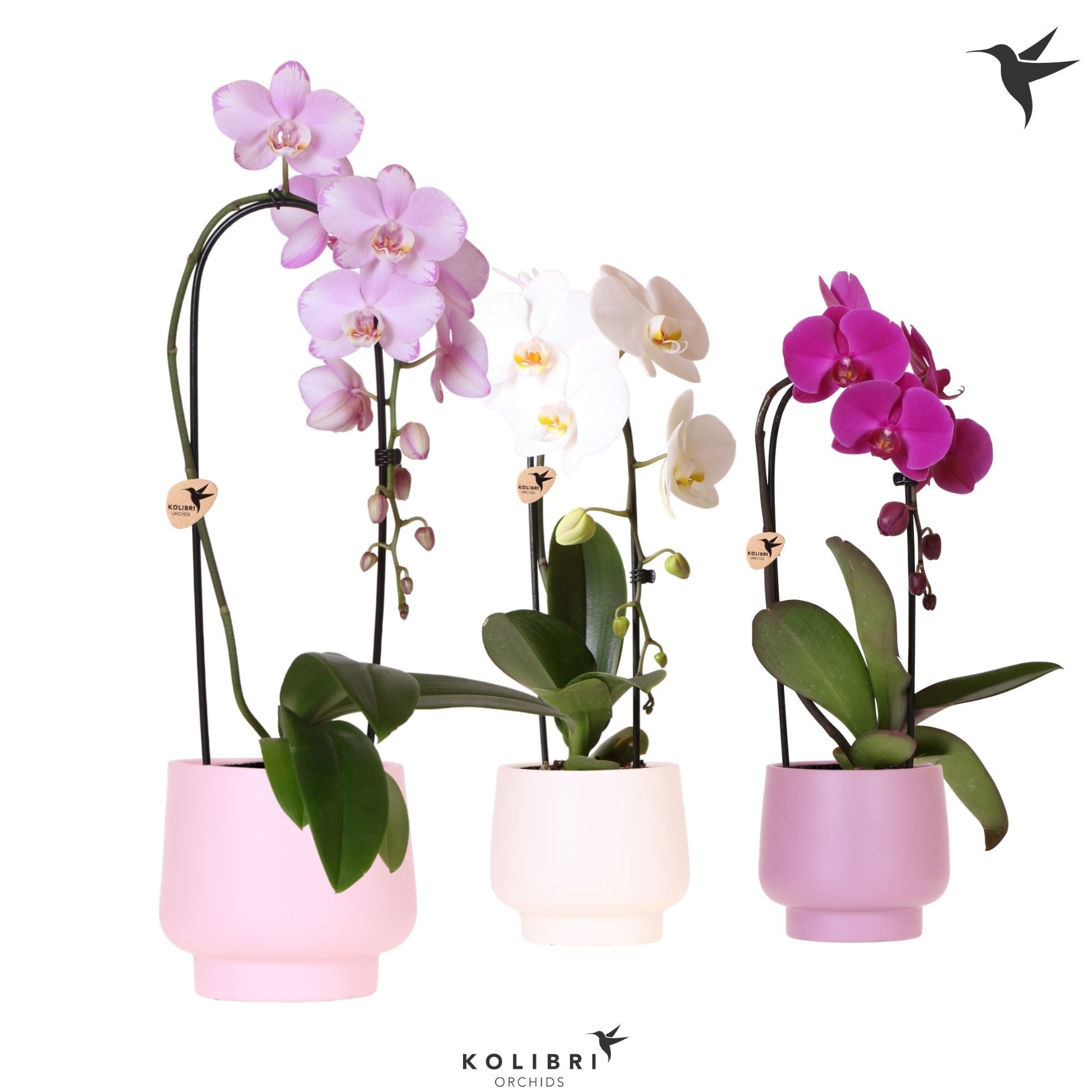 Kolibri Orchids Phalaenopsis Cascade Niagara Fall mix 1 spike in Scandic pot pink mix, D 12