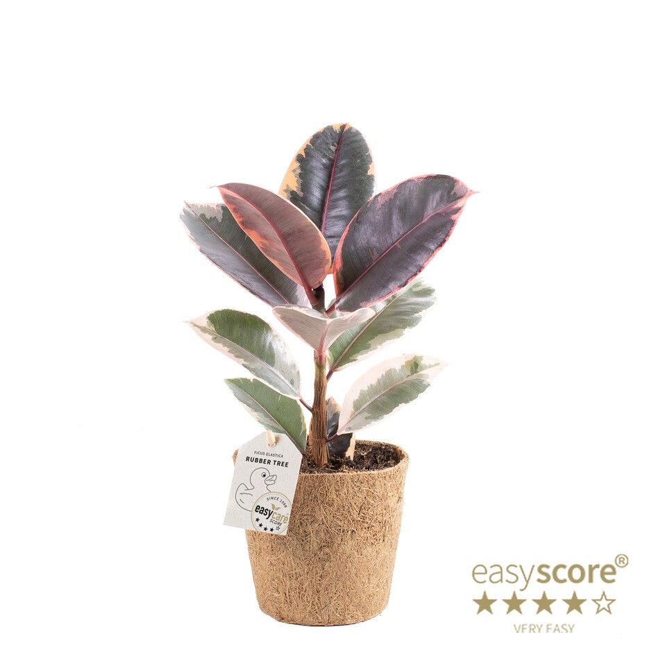 Ficus elastica ´Belize´ - COCOZ, D 11 cm Ficus elastica ´Belize´ - COCOZ, D 11 cm