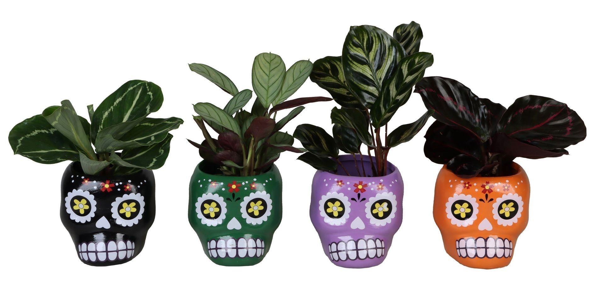 L 66478 With Calathea Mix 6 cm, D 6