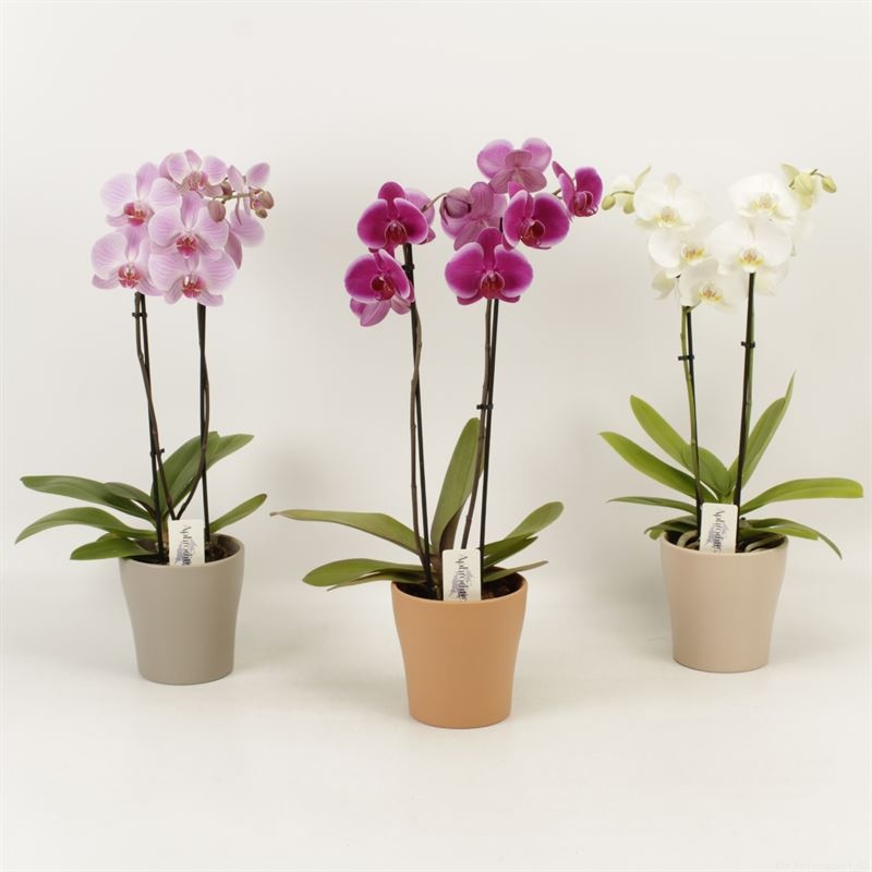 Phalaenopsis gemengd 2 tak gemengd shorty in Rentree keramiek, D 12 cm