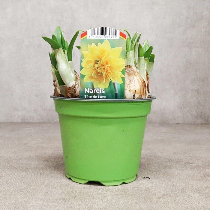 Narcis Tete de Luxe - grote gevulde Tete, D 12