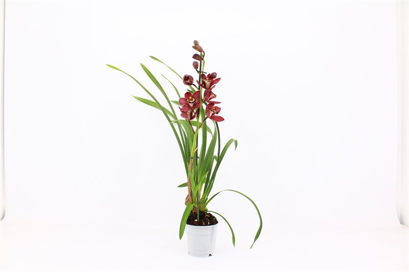 Cymbidium p12 Red Beauty Roy 1T05+, D 12
