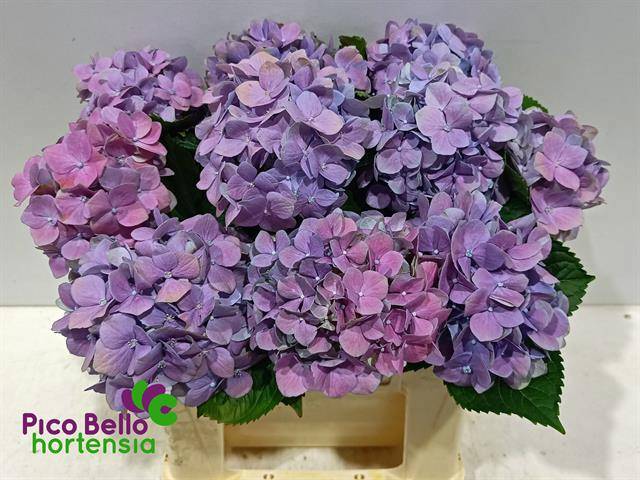 Гортензия Роял Бенефит 40, шт.