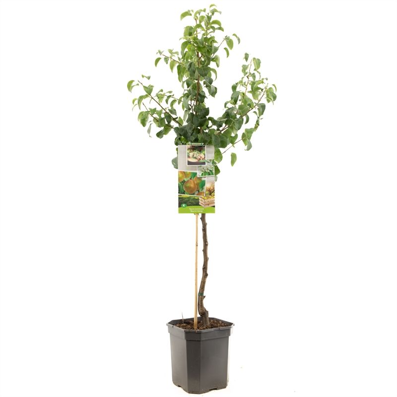 Pyrus comm. Beurr� Hardy laagstam Zoete handpeer, D 24
