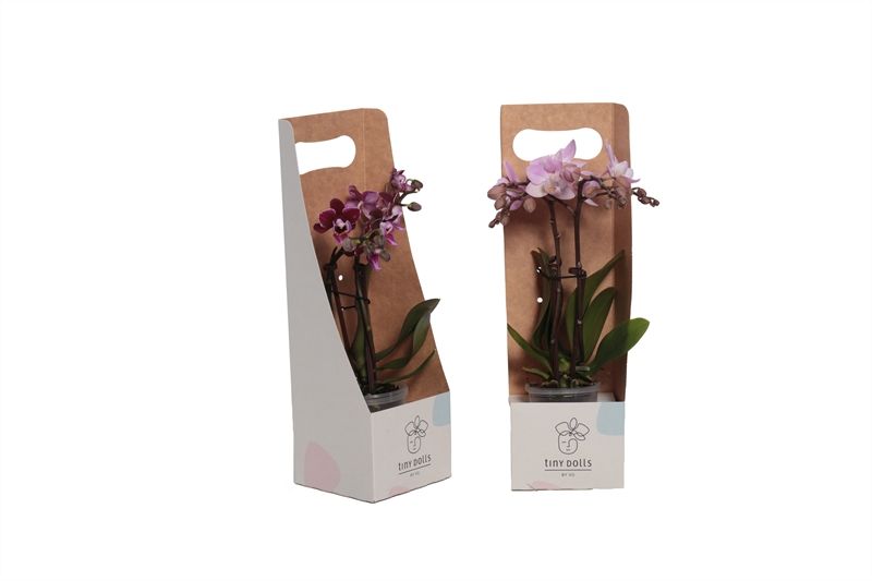 Tiny Box Phal Tiny Dolls mix 2T10+ Aqu@, D 6