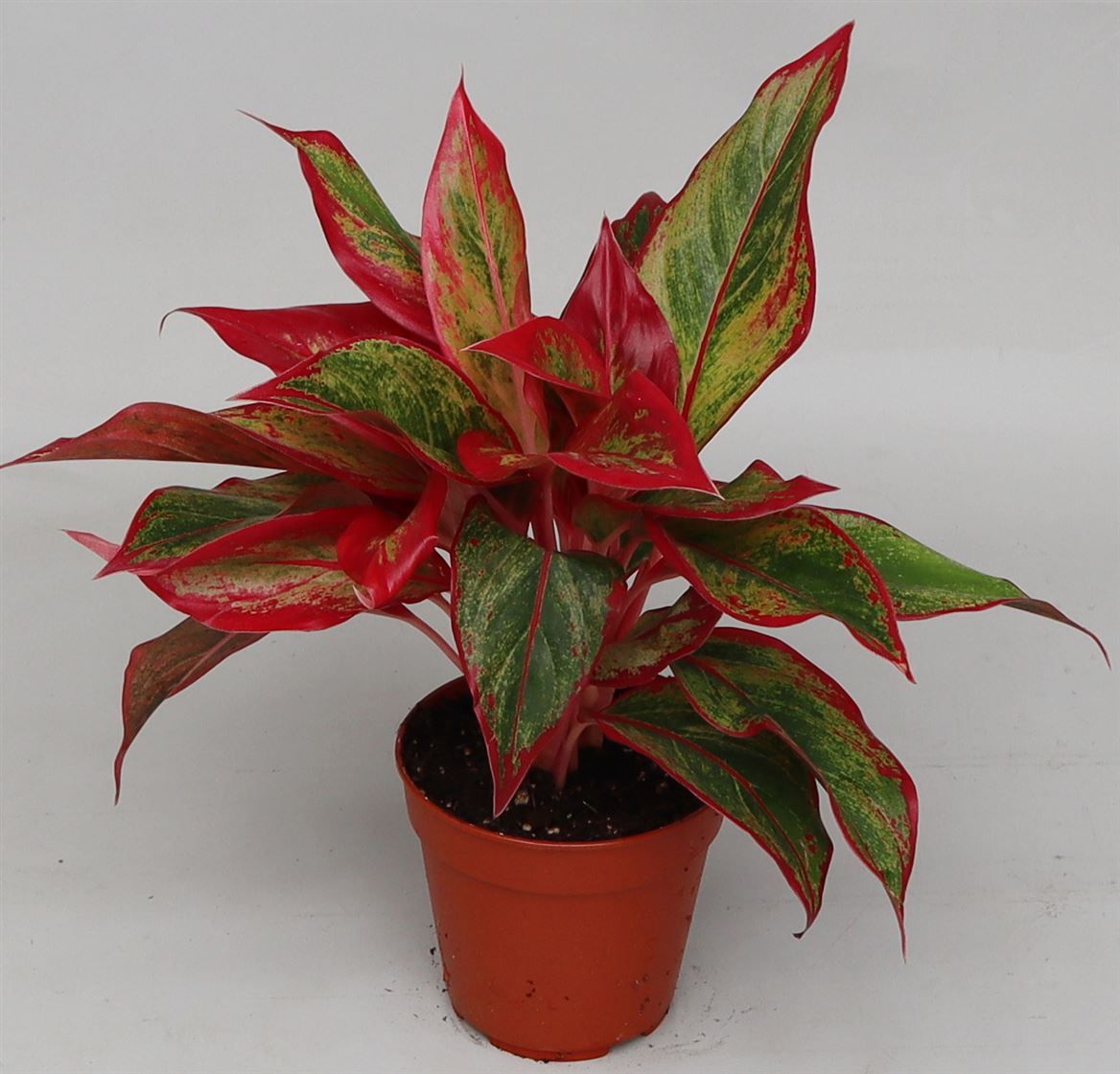 Aglaonema 'Crete', D 12 cm
