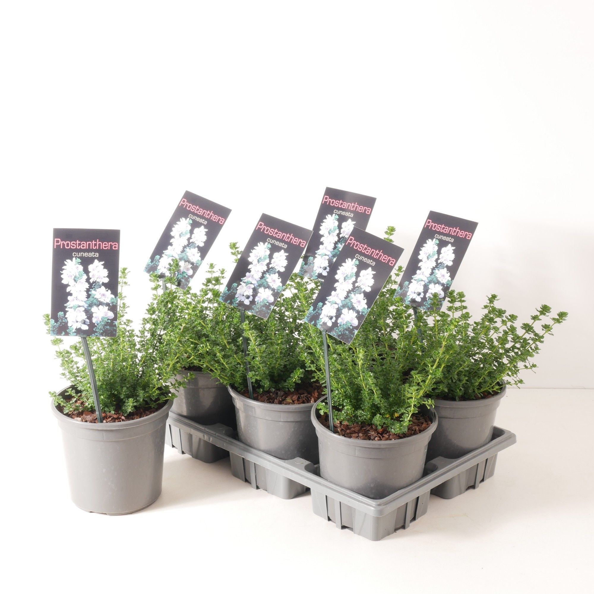 Prostanthera cuneata P15, D 15