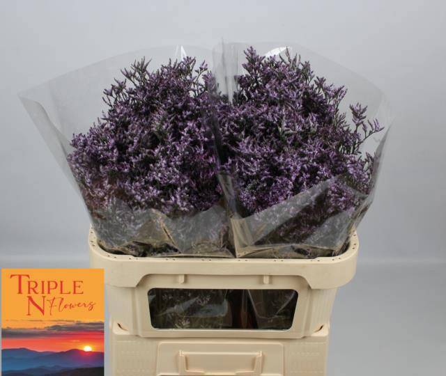 Лимониум Сафора Лилак 70, шт.