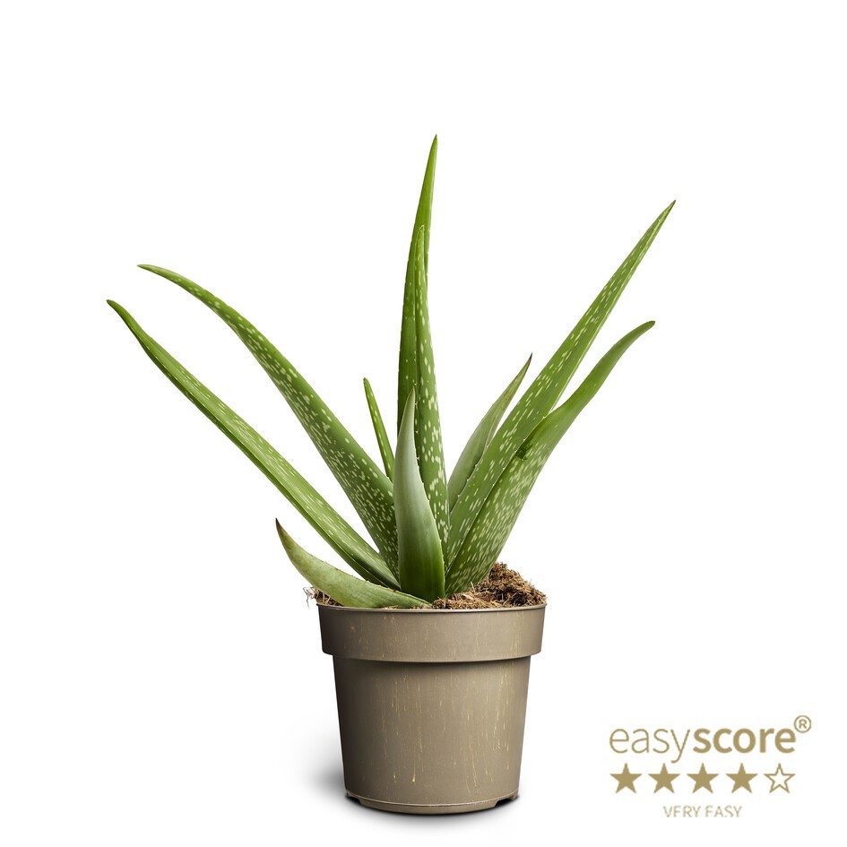 ALOE VERA, D 17 cm