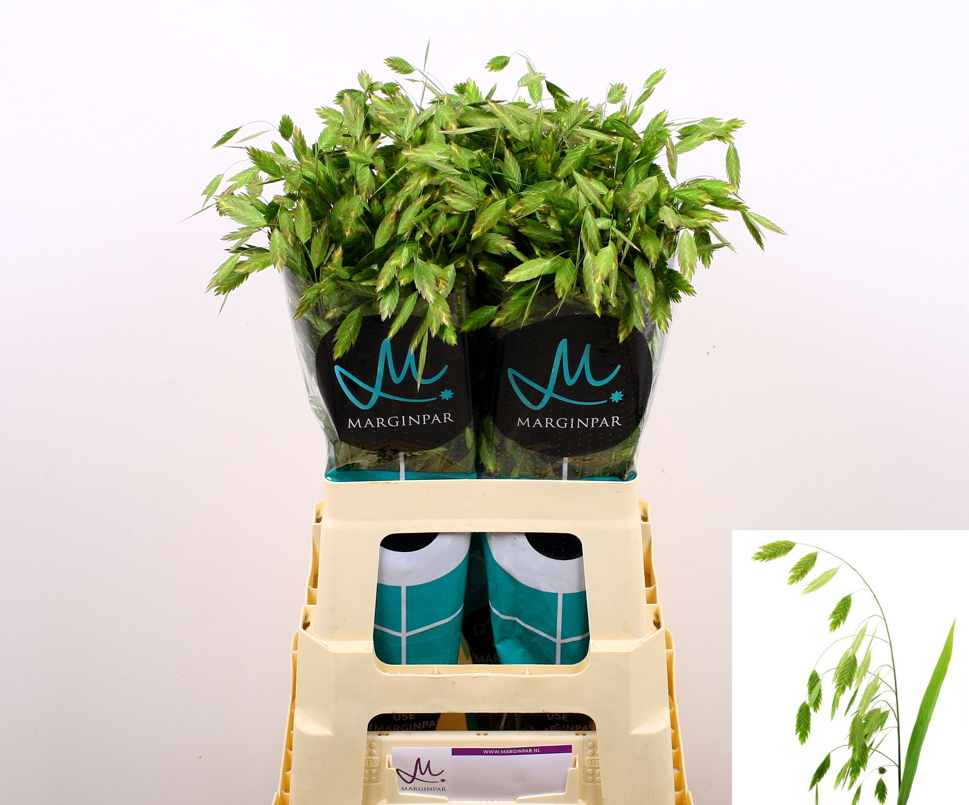 Хасмантиум Латифолиум 70, шт.