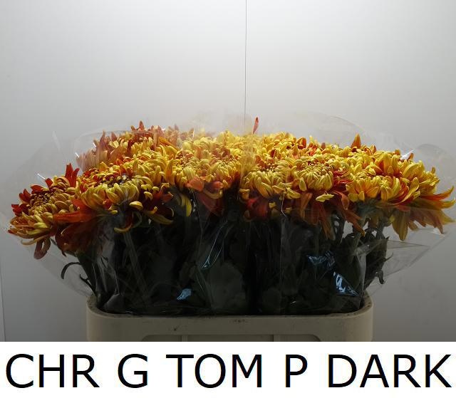 Хризантема од. Том Пирс Дарк 80, шт.