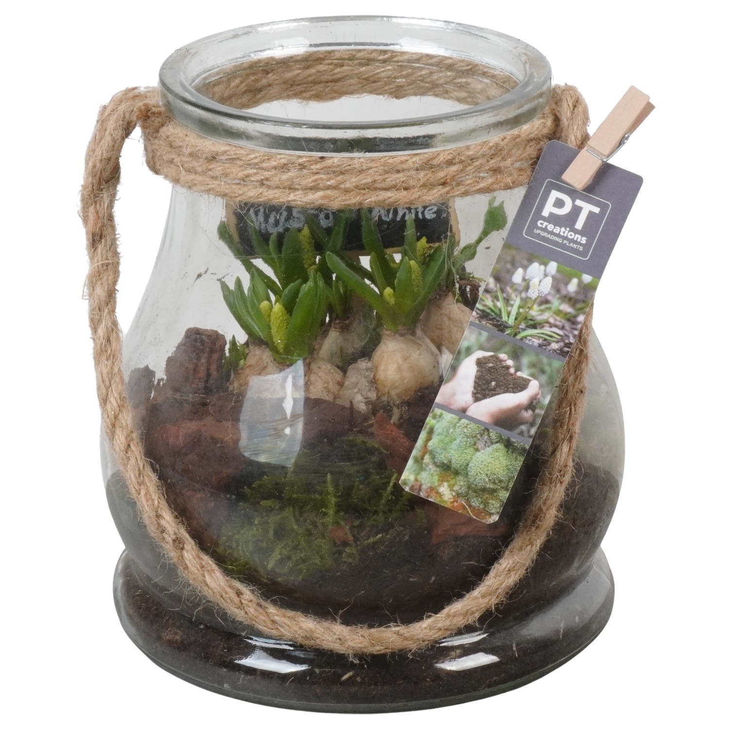 PTWMB8169 Arrangement Muscari White in glazen vaas, D 16