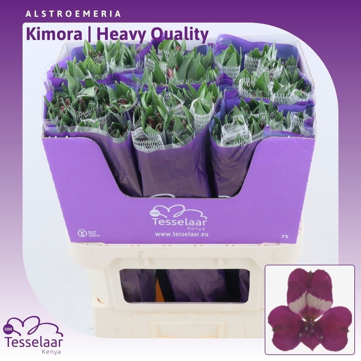 Альстромерия Кимора (фиолет.), шт.