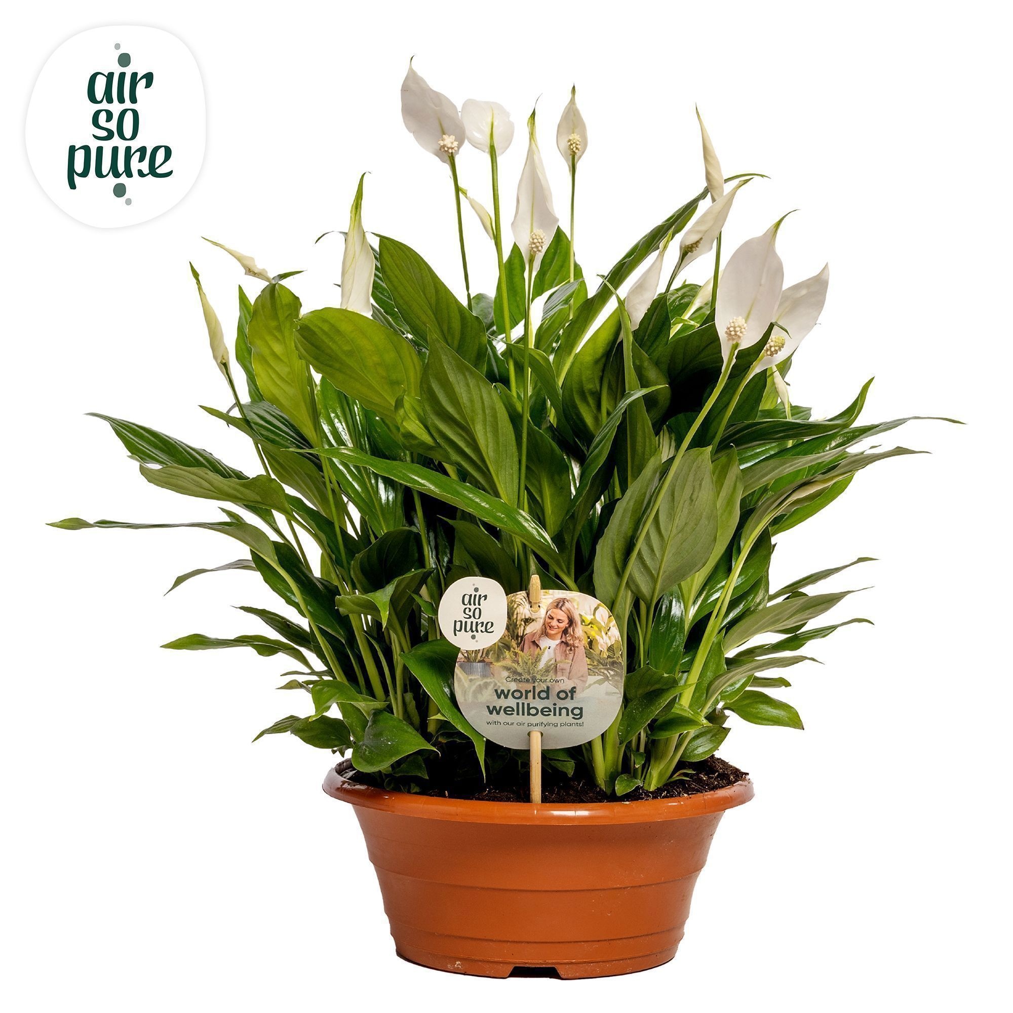 Spathiphyllum 23 cm Bellini Air so Pure - WOW etiket, D 23