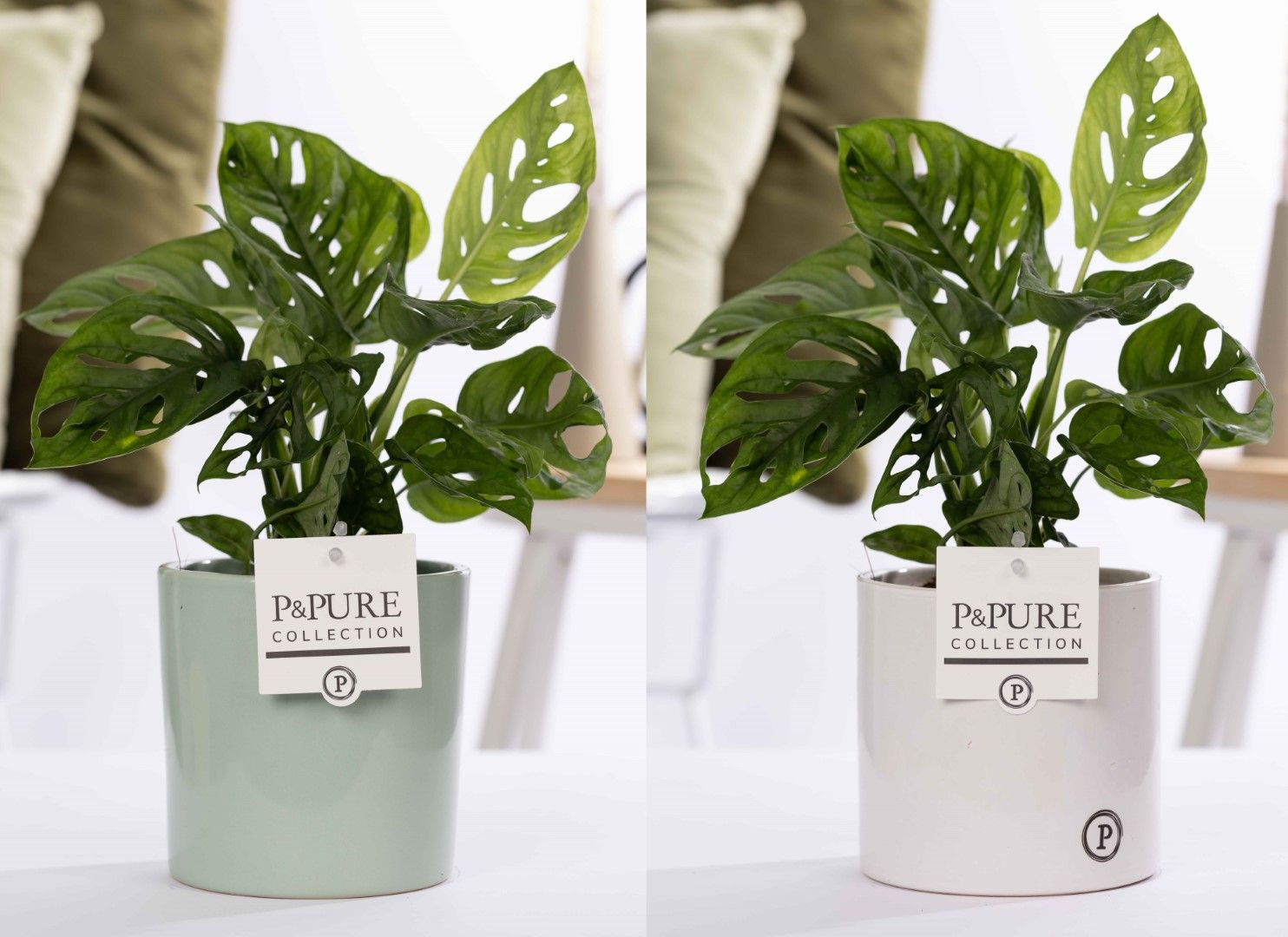 Monstera Adansonii in P&PURE Essential mix ass. 2, D 12