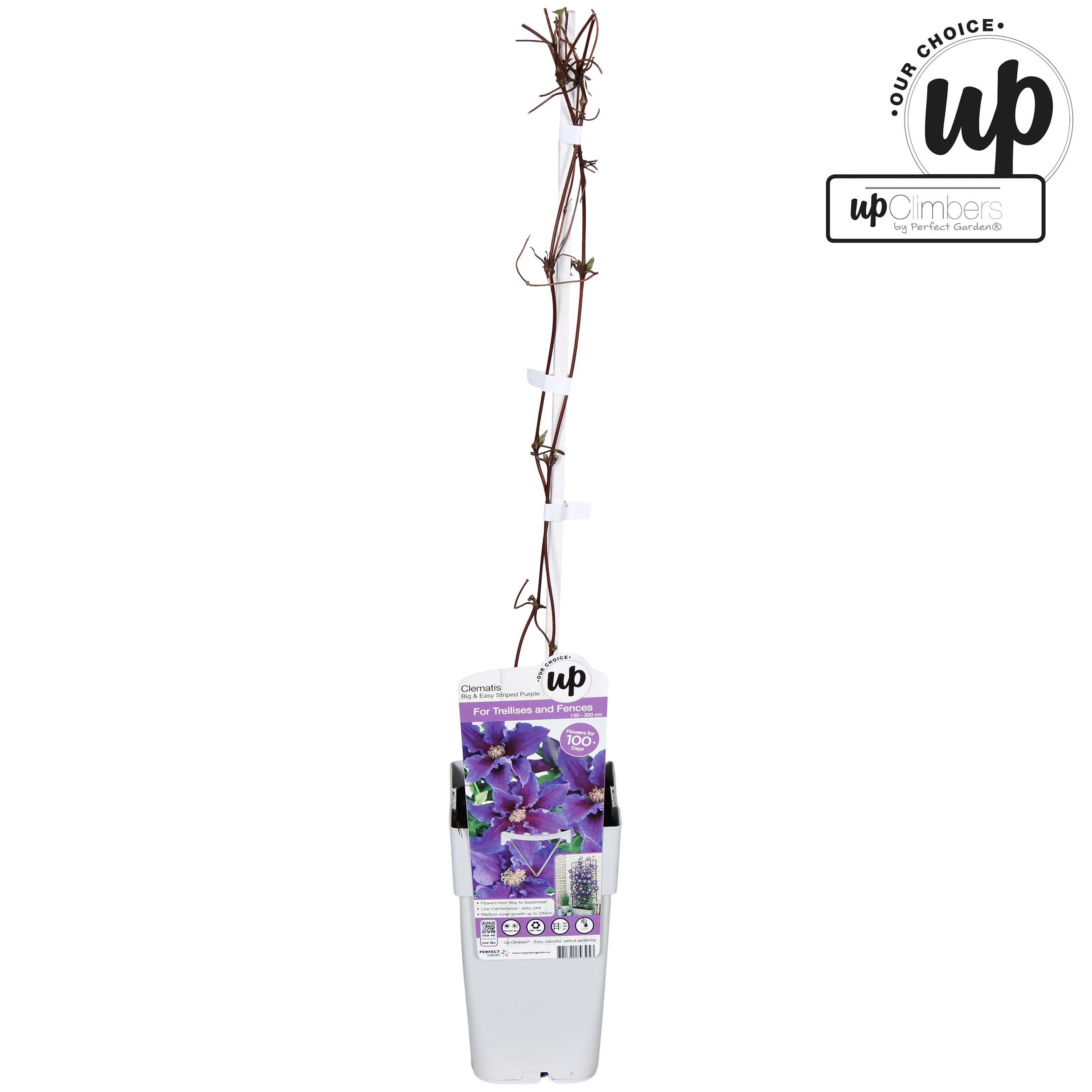 Clematis Big and Easy Striped Purple - Baroness Fookes P15, D 15