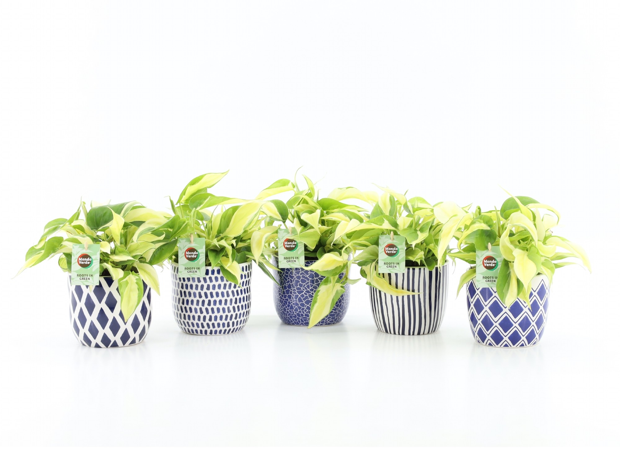 Philodendron scandens Rio in Delft Blue, D 13