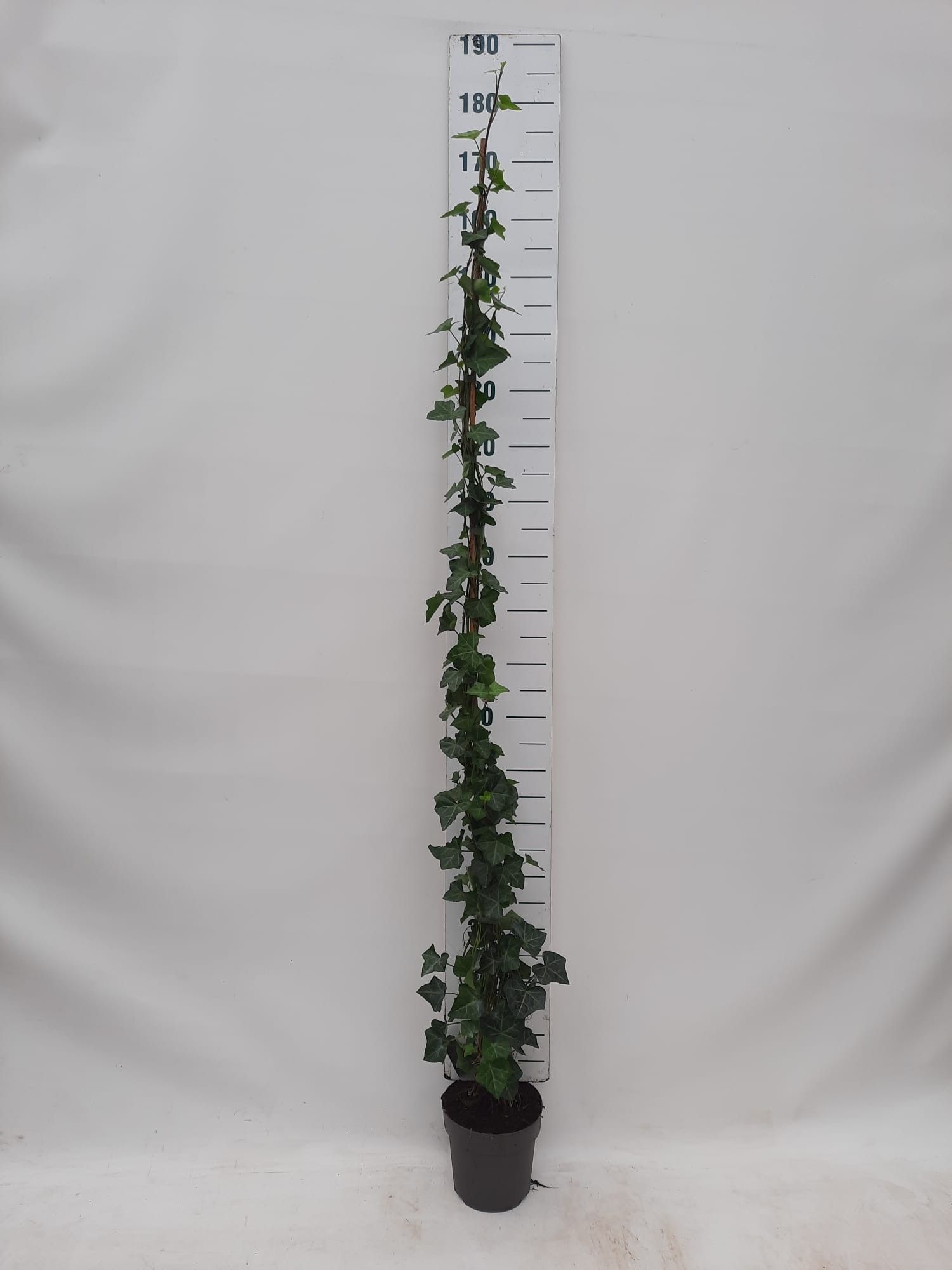 Hedera hibernica 150-175 cm, C4, D 19