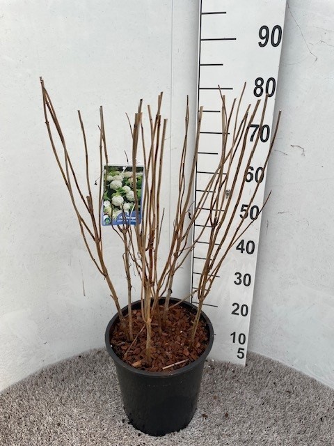 Hydrangea arb. Annabelle 60-80 cm struik P28 C10, D 28