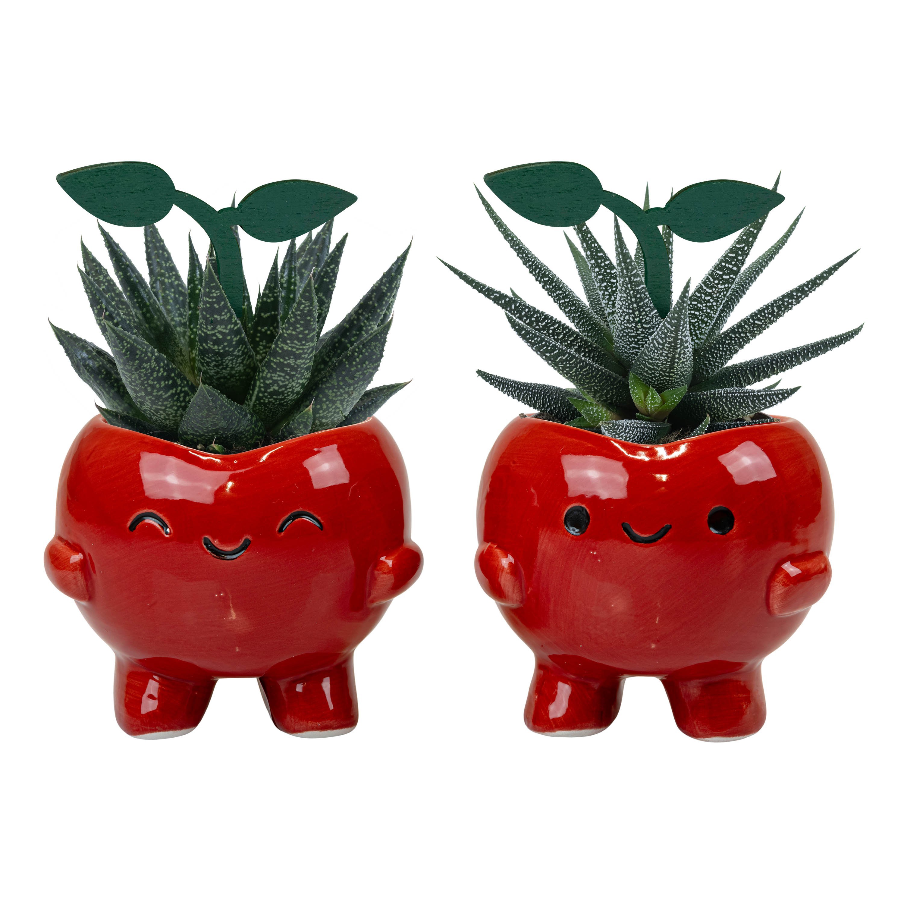 Cherry Pals with Succulent mix, D 6