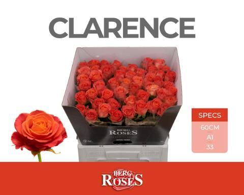 Роза од. Кларенс+ 60, шт.
