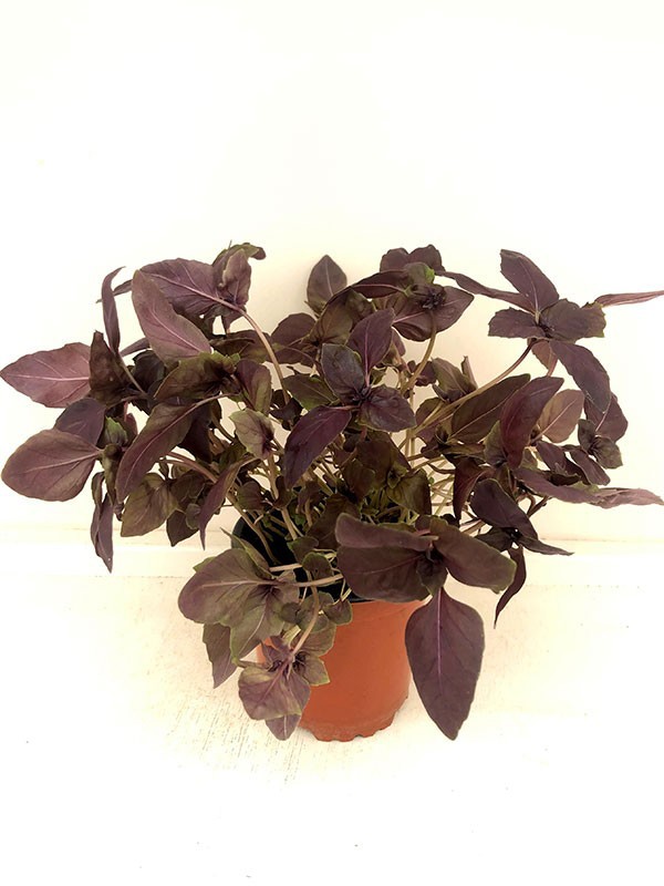 OCIMUM BASILICUM/BASILIKUM., D 11