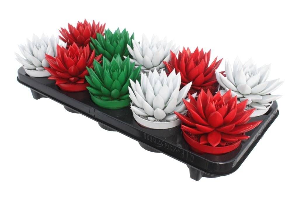 Miranda coloured traditional Xmas mix, D 10,5