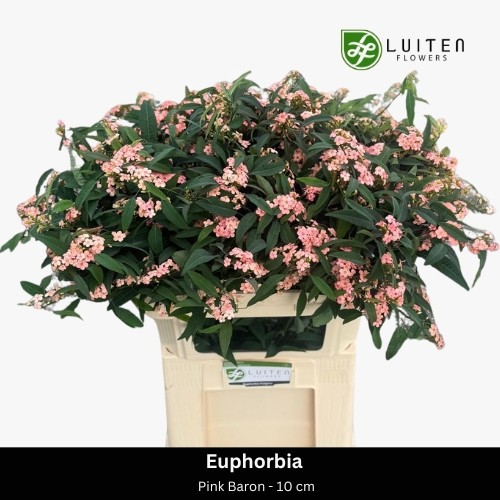 Эуфорбия куст. Пинк Барон 75, шт.
