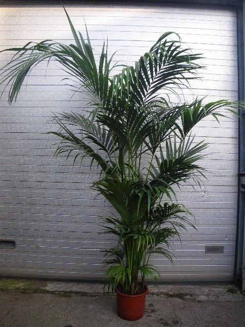 Howea forsteriana, D 38 cm