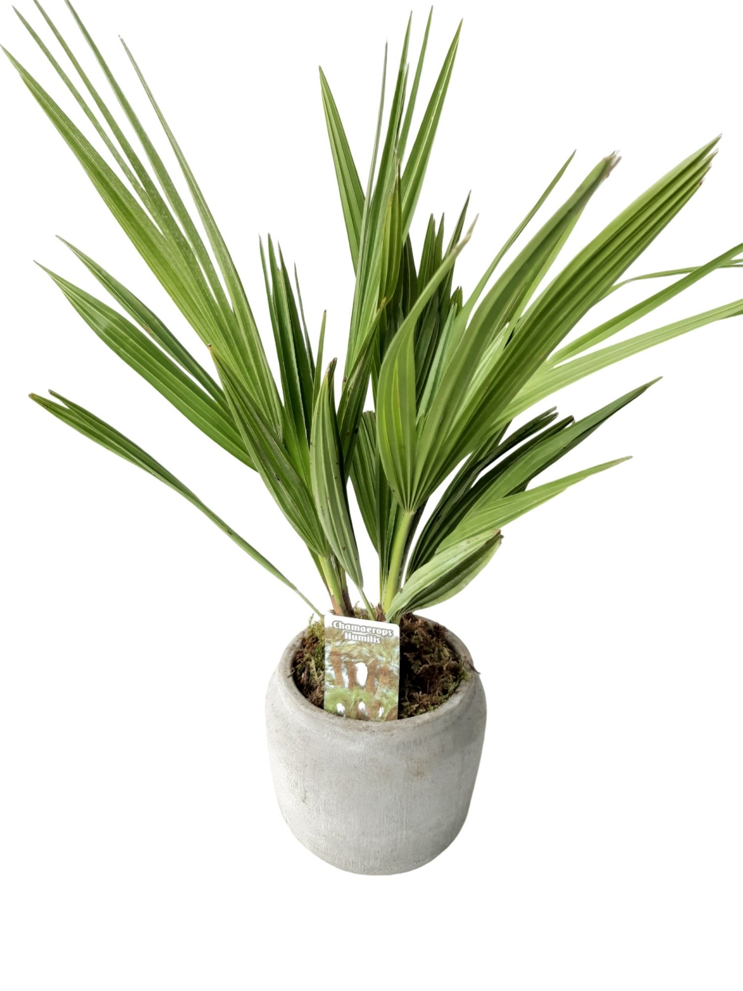 RGP16CH Rude grey pot Chamaerops Humilis, D 16