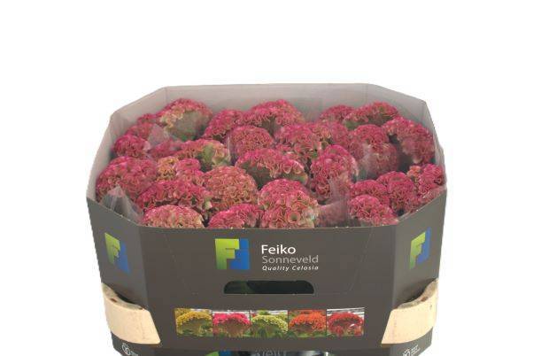 Целозия Кристата Реприз Роуз 70, шт.