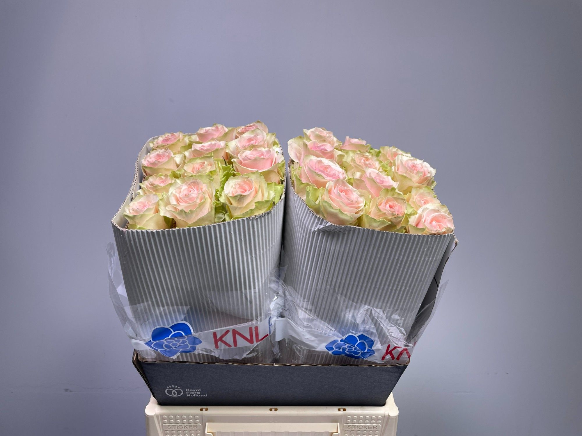 Роза од. Фруттето 40, шт.