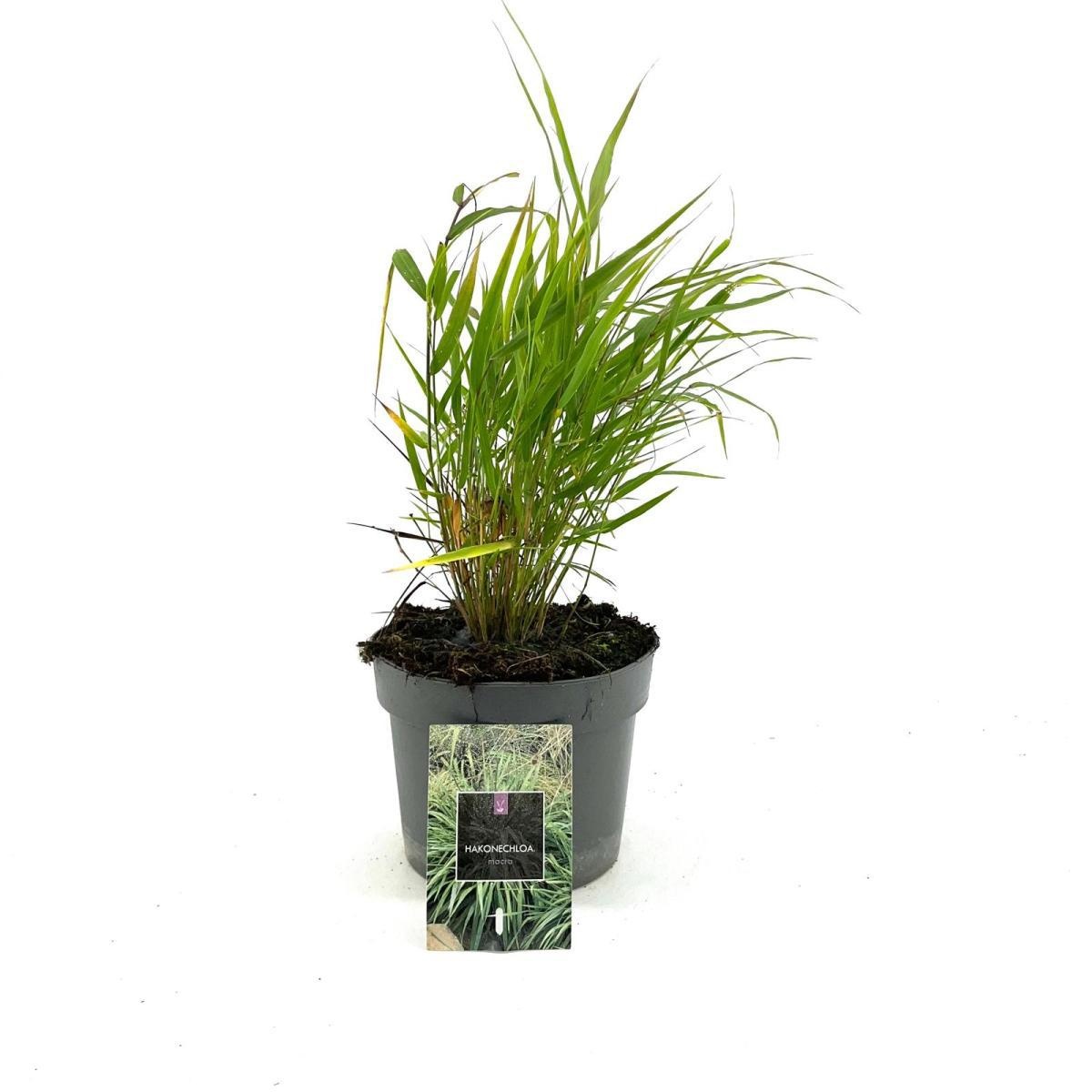 Hakonechloa macra, D 17