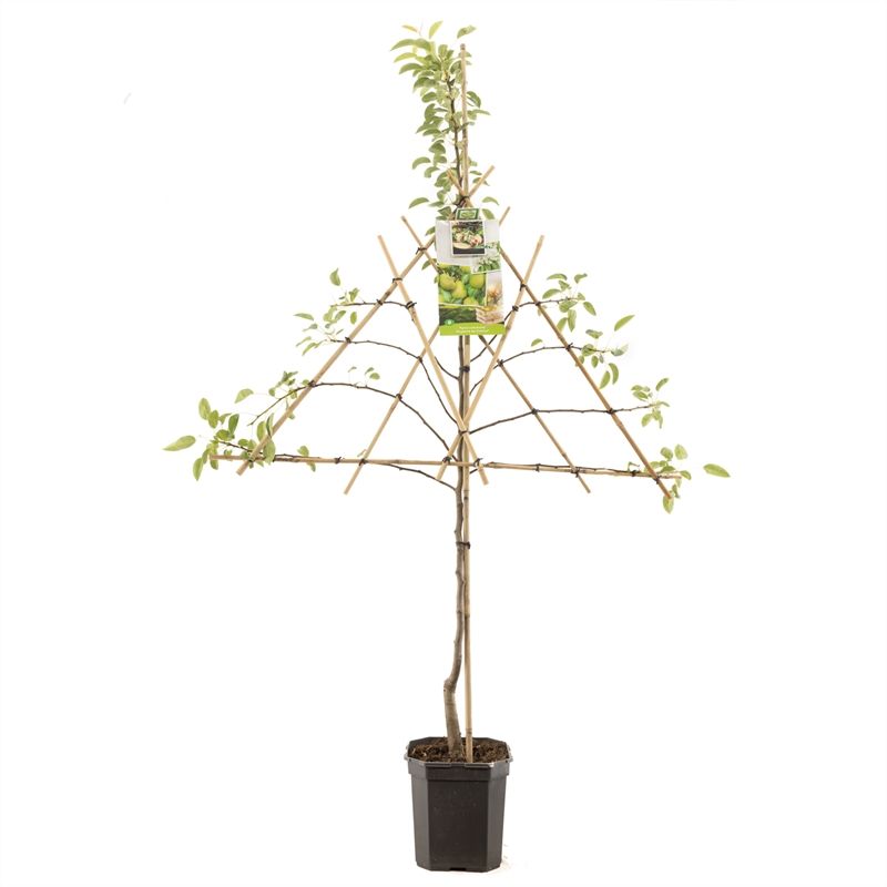 Pyrus comm. Doyenn� du Comice lei Handpeer, D 24