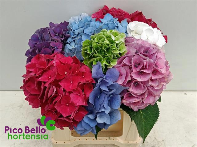 Гортензия Овериг 40, шт.