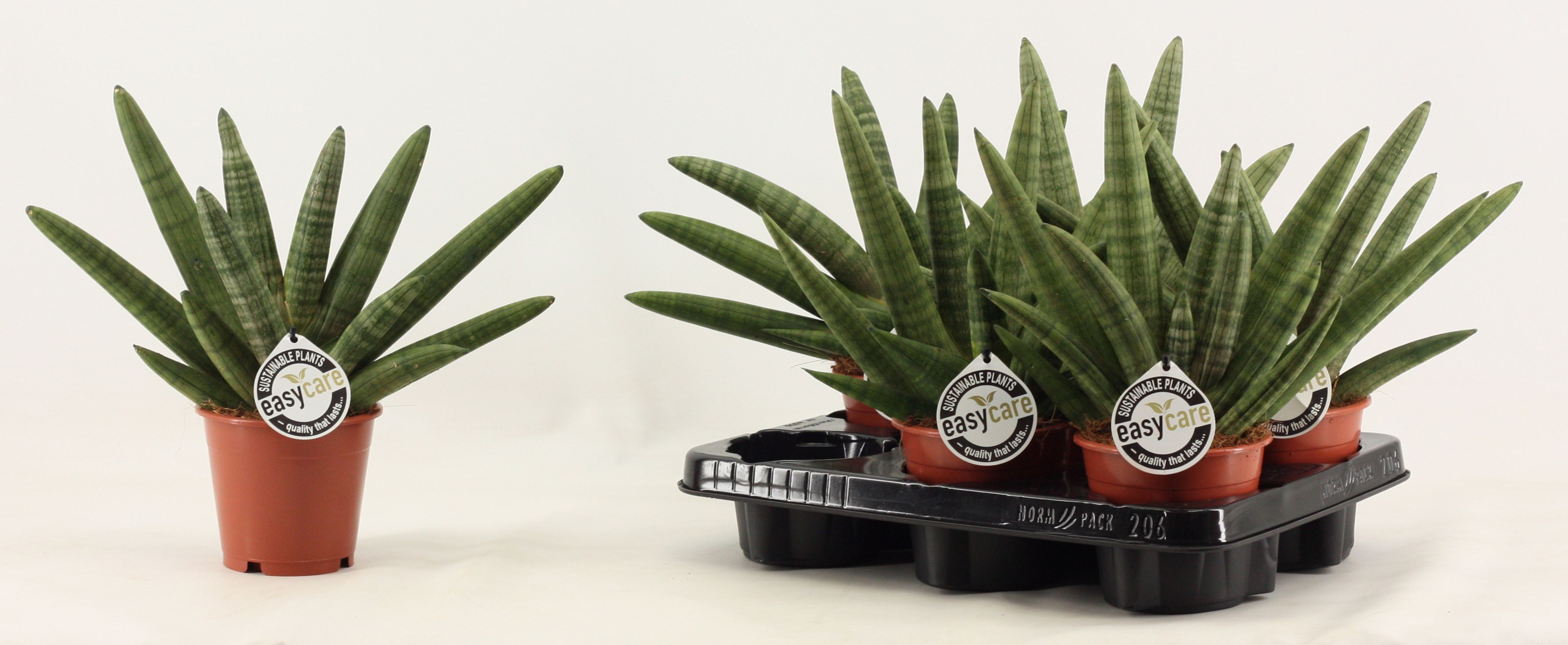 Sansevieria Double Boncellensis 12 cm, D 12 cm Sansevieria Double Boncellensis 12 cm, D 12 cm